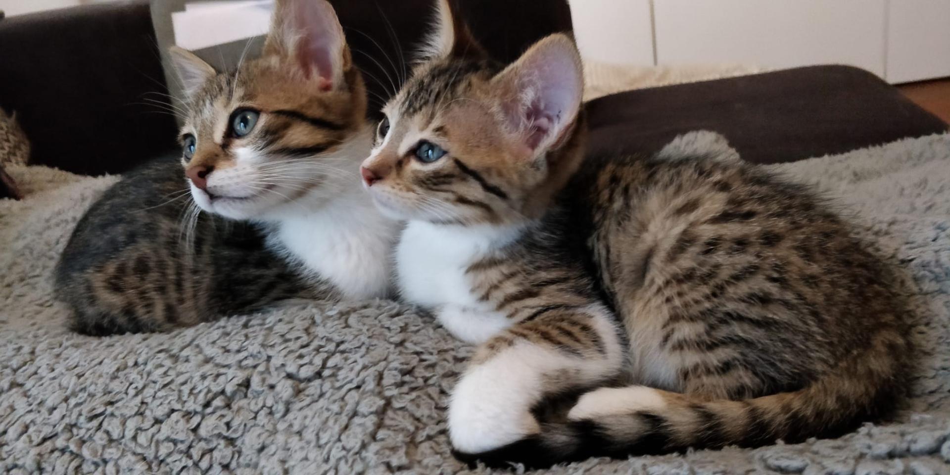 Polair inhalen bitter Kittens < 1 jaar - Stichting Superkatten